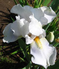 Iris - Vilkdalgis - Dangira